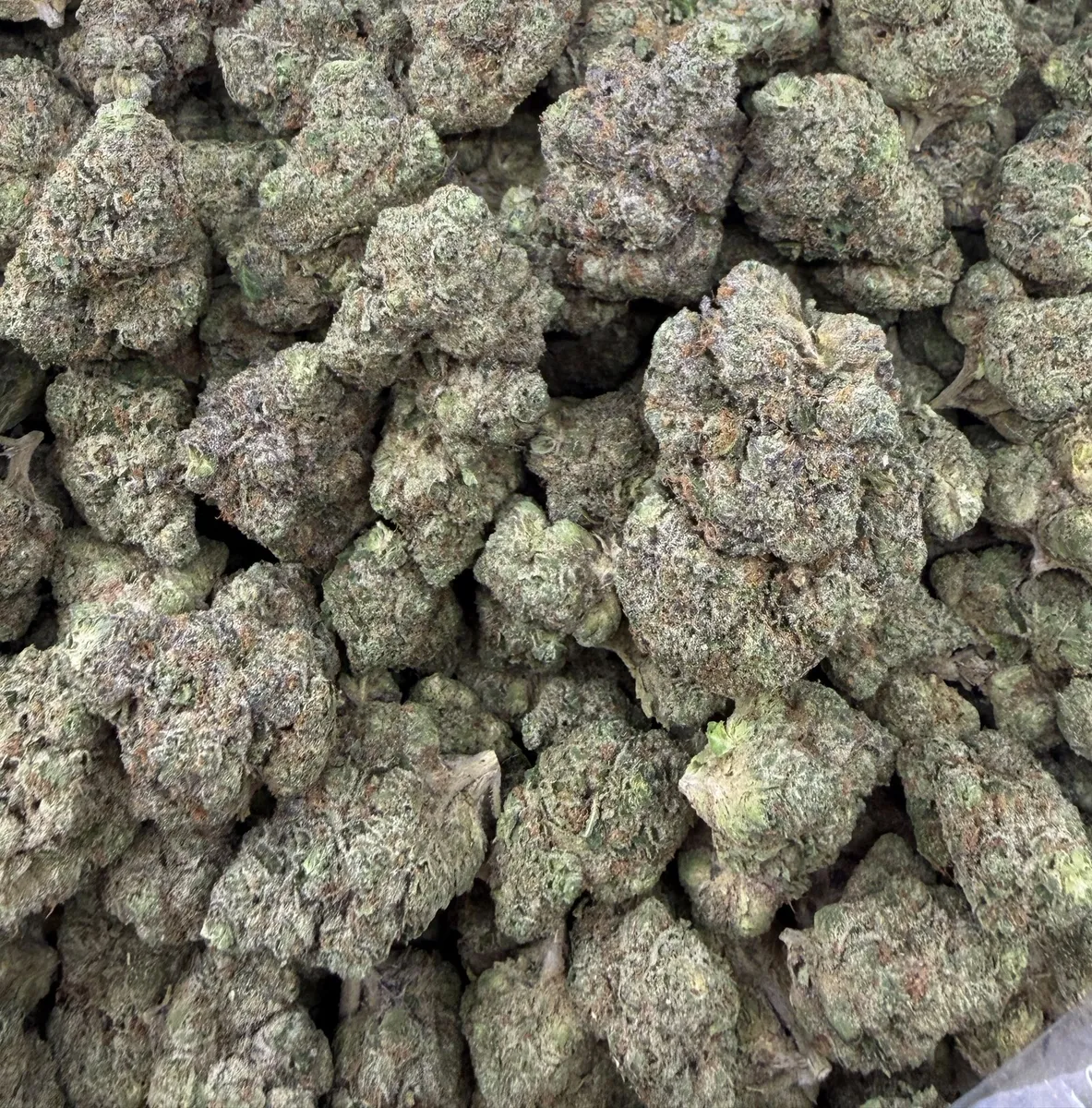 Blue Nerds wholesale hemp flower
