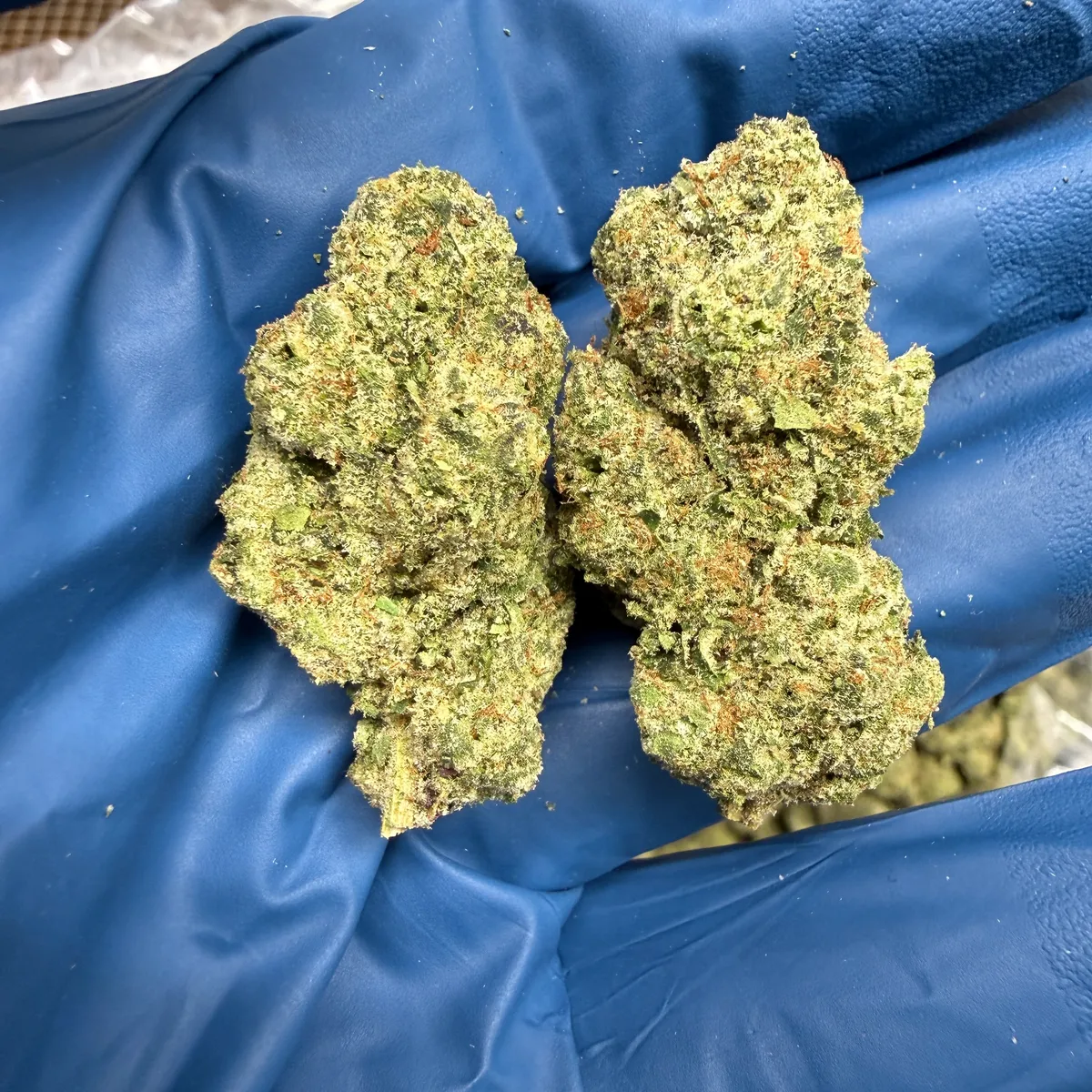 Donny Burger wholesale hemp flower