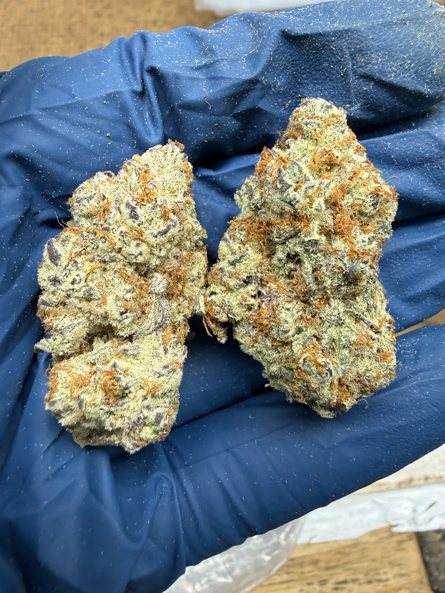 Flex Panther wholesale hemp flower