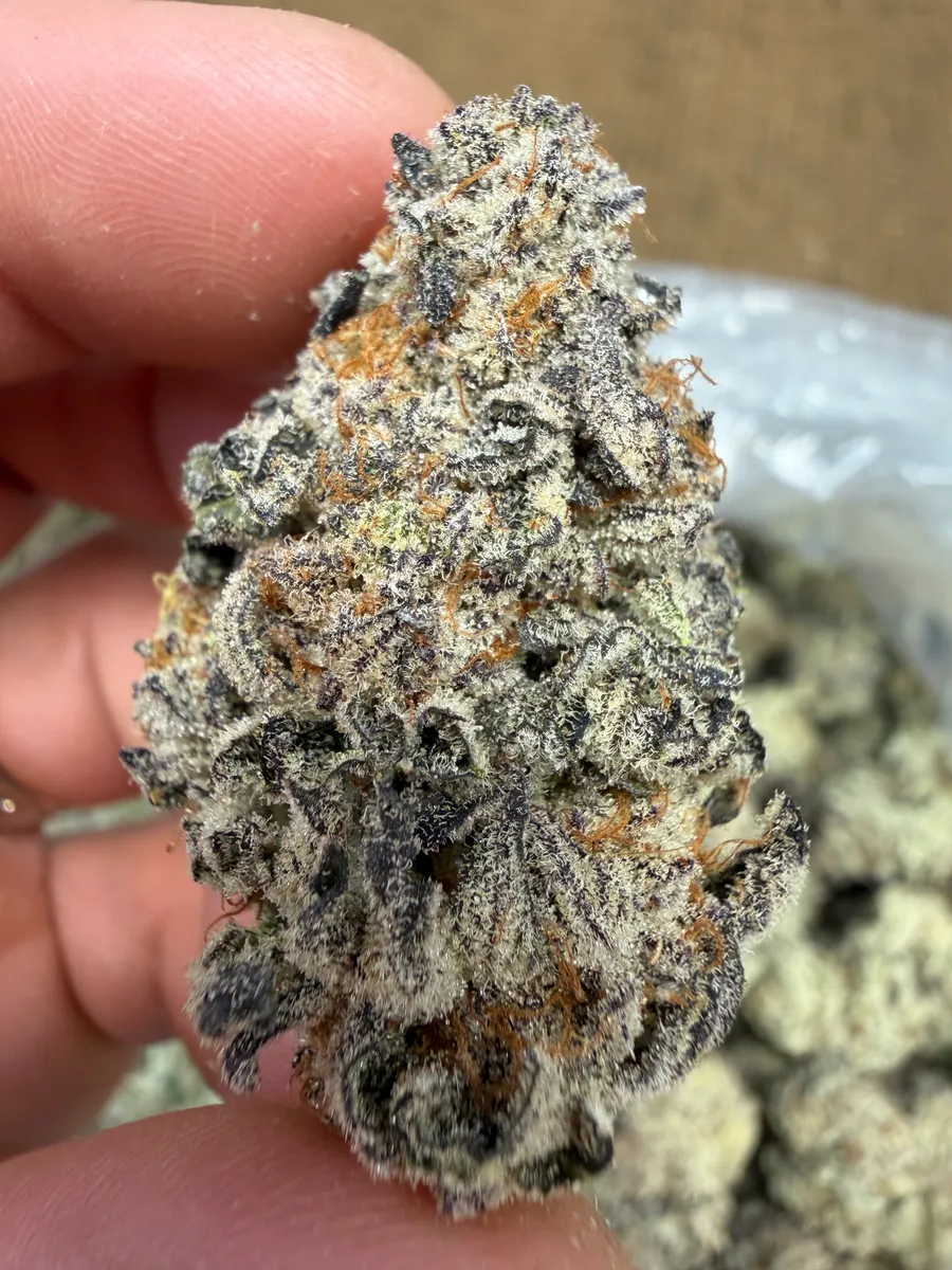 Frozen Dream wholesale hemp flower