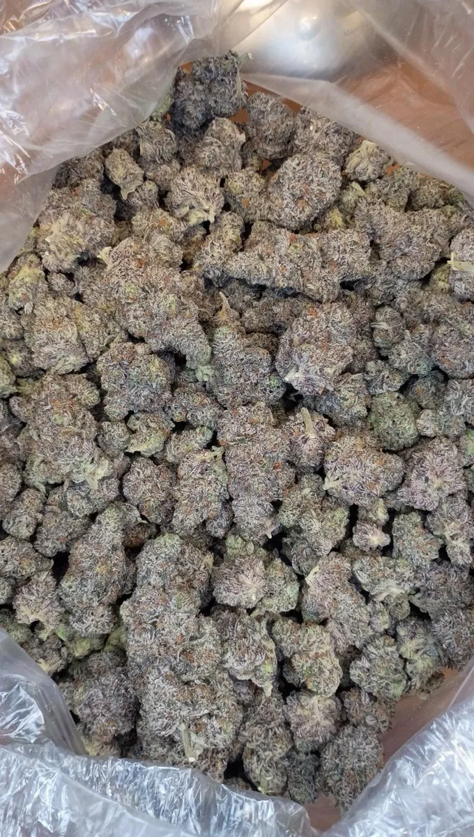 Gascotti wholesale hemp flower