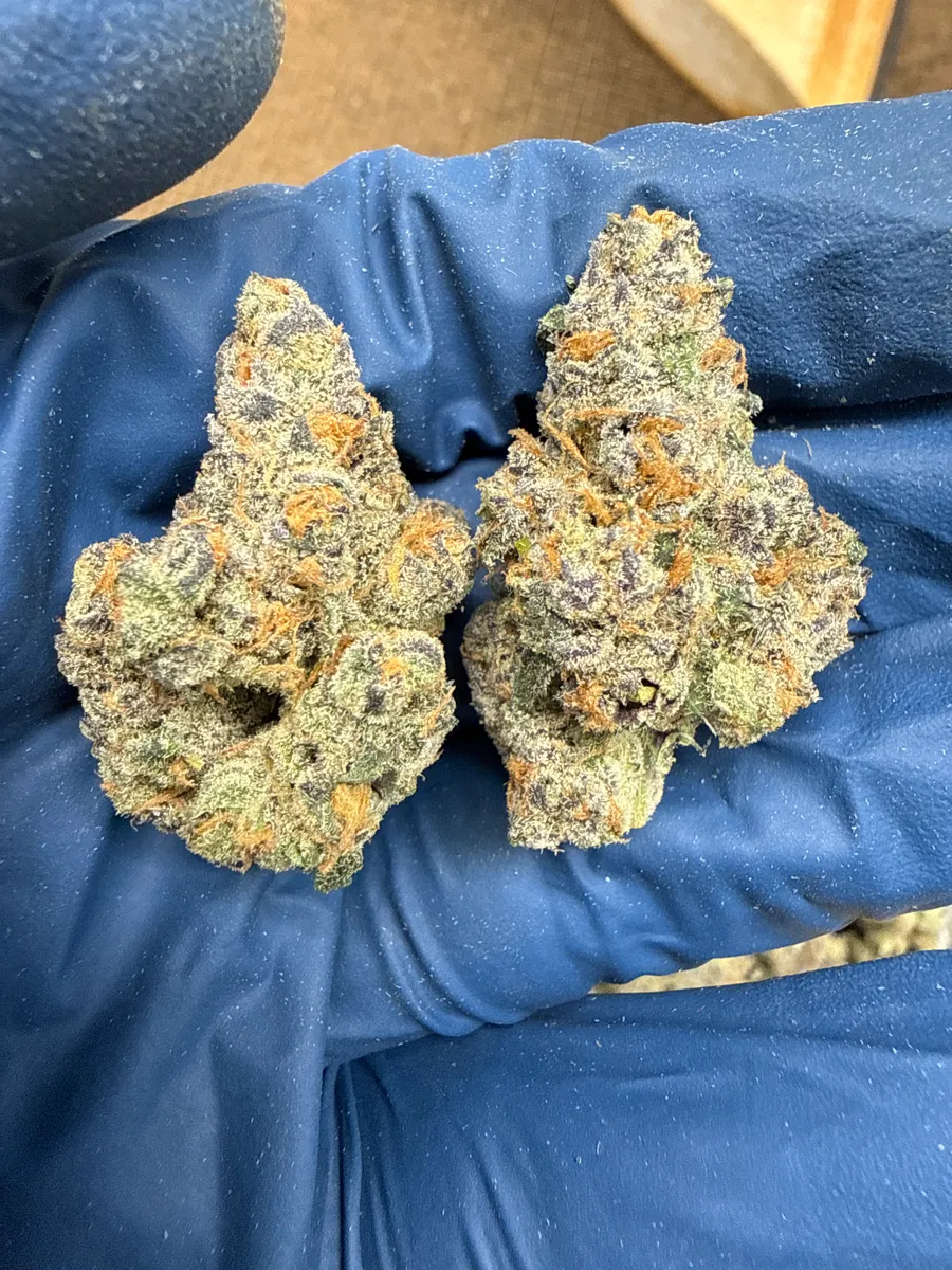 Gelato ICE wholesale hemp flower