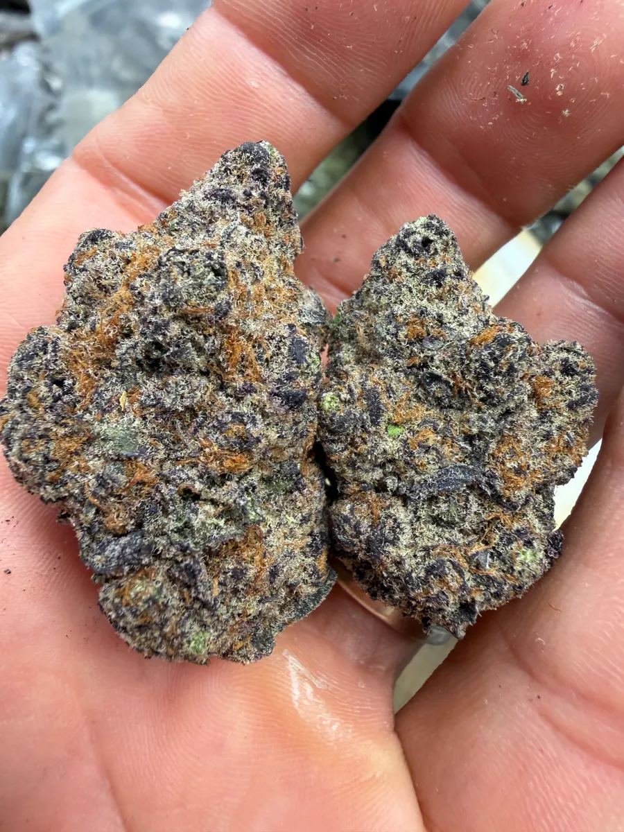Grand Daddy Purple wholesale hemp flower