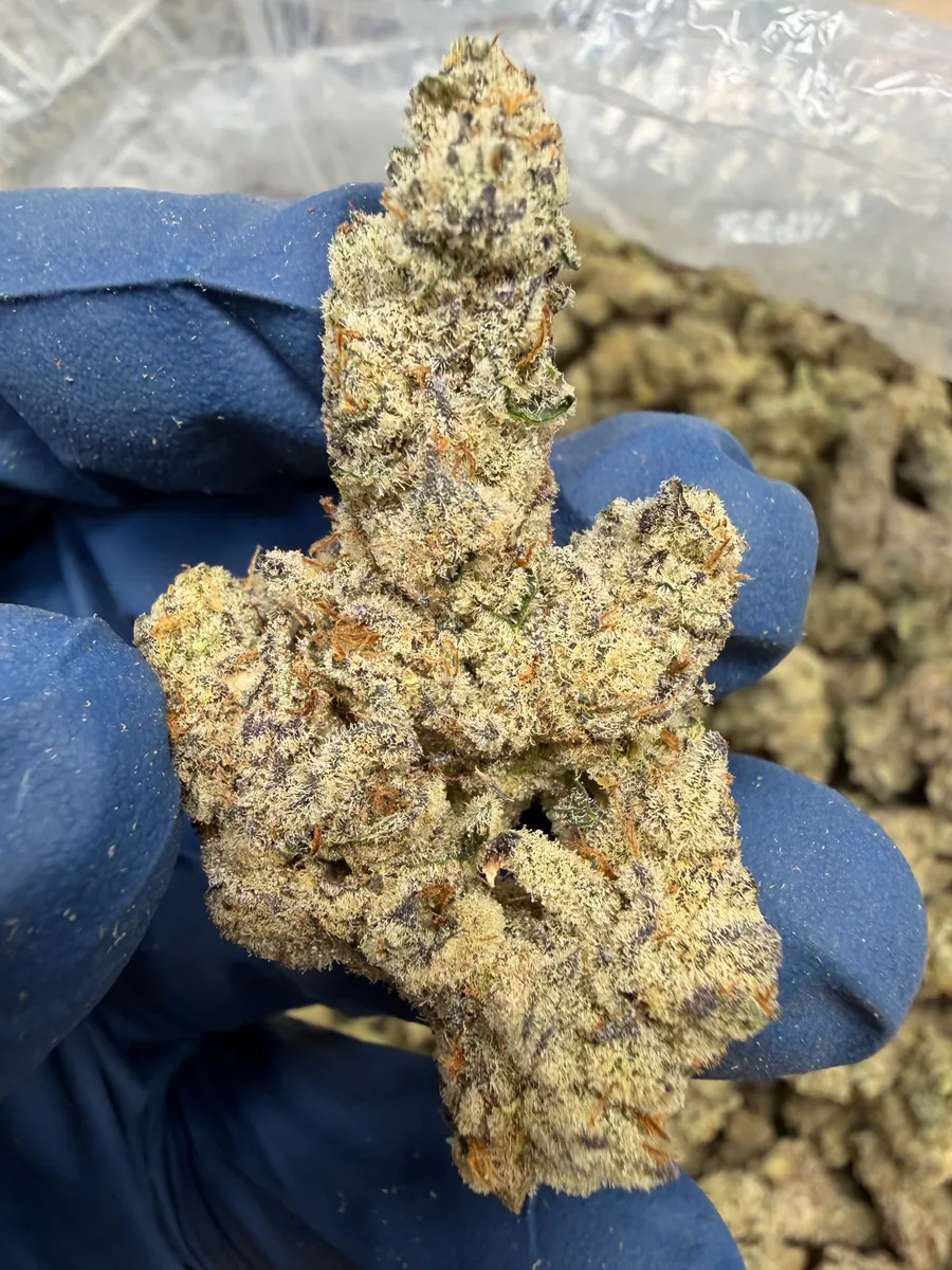 Gummiez Bears wholesale hemp flower