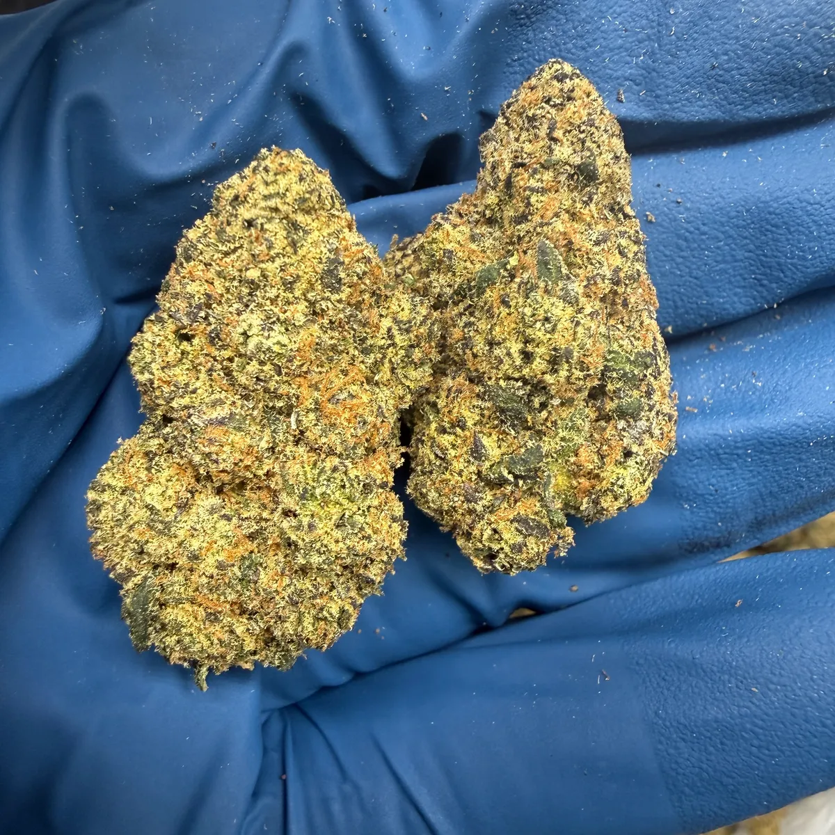Headband wholesale hemp flower
