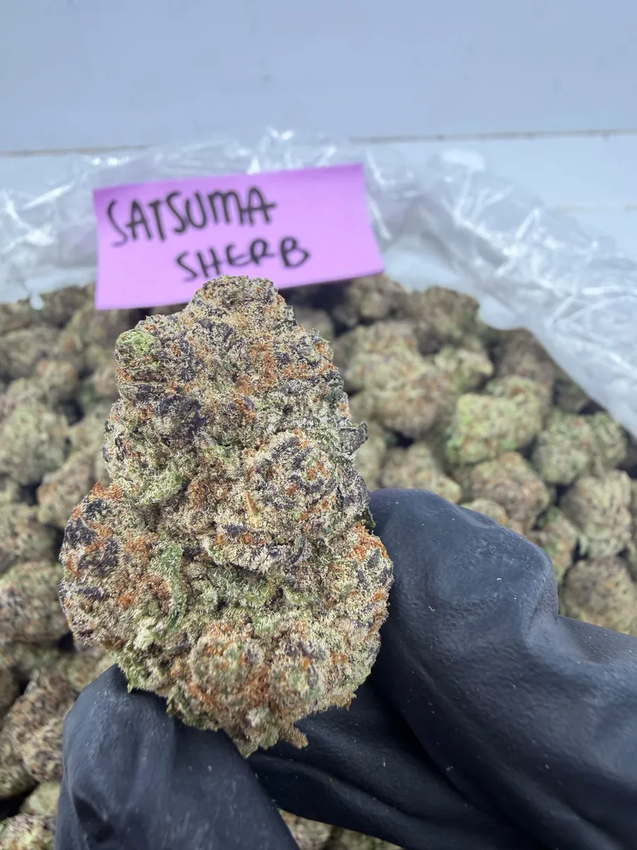 Satsuma Sherb wholesale hemp flower