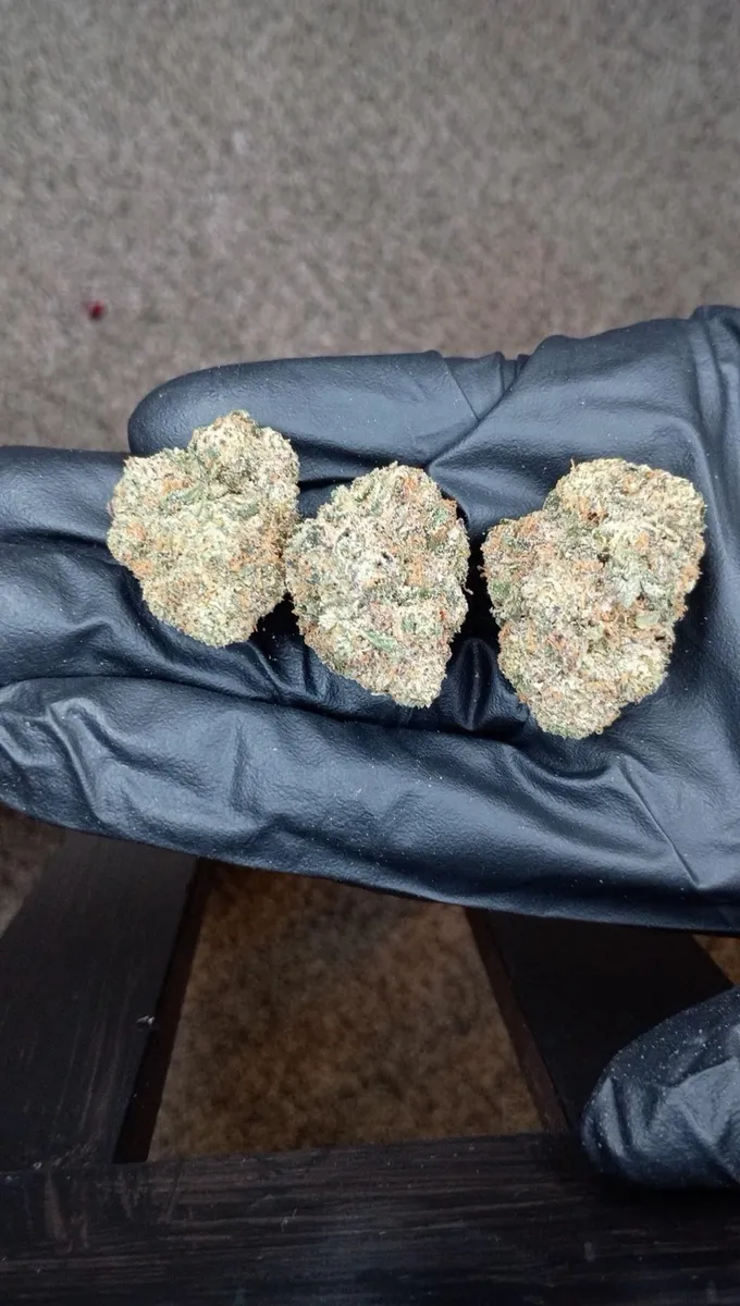 Sherbanger wholesale hemp flower