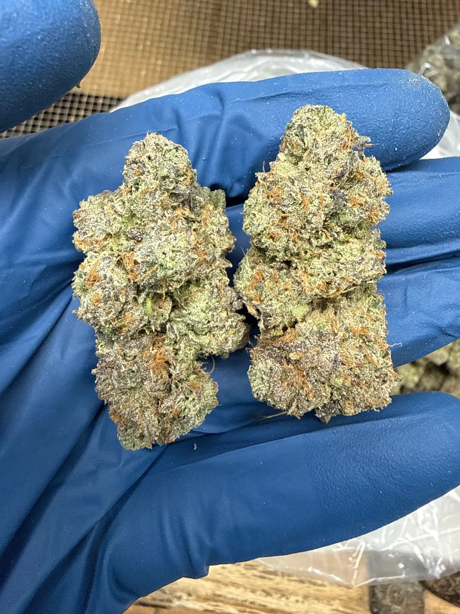 Velvet Candy wholesale hemp flower