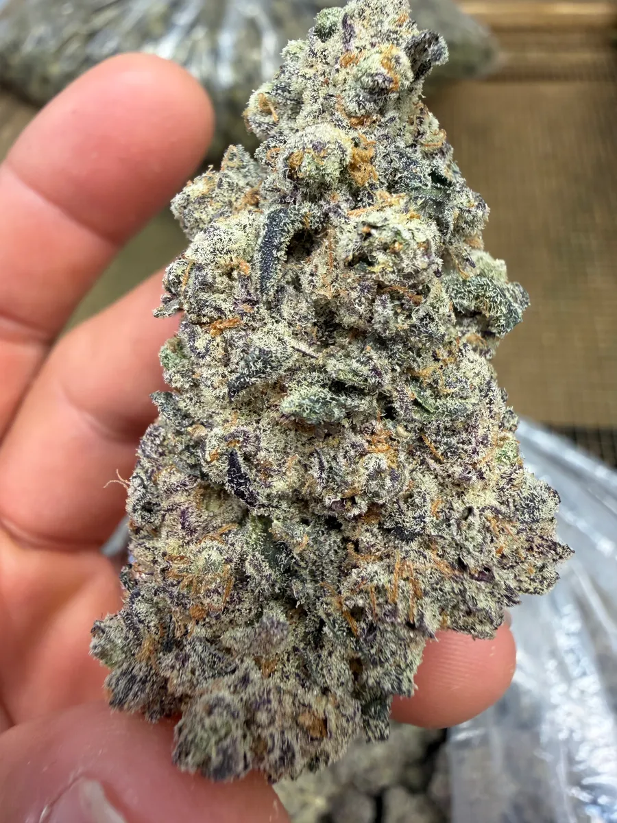 X 10 Cyborg wholesale hemp